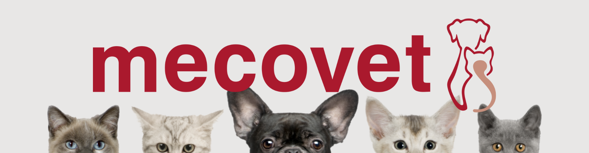 mecovet petshop em luanda mecovet petshop em luanda